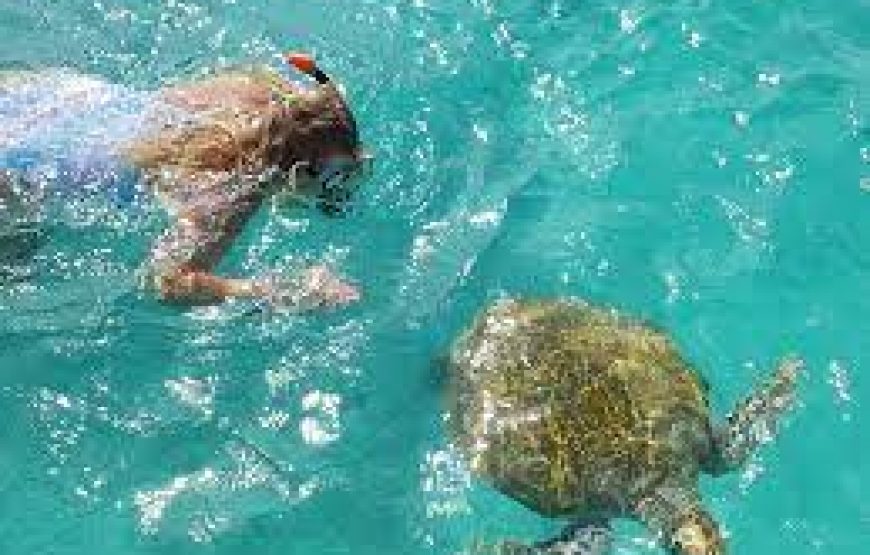 Nage avec les tortues